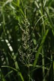 Agrostis gigantea. Соцветие. Белгородская обл., окрестности пос. Борисовка, пойма р. Ворскла, хвощёво-манниковый луг. 29.06.2009.