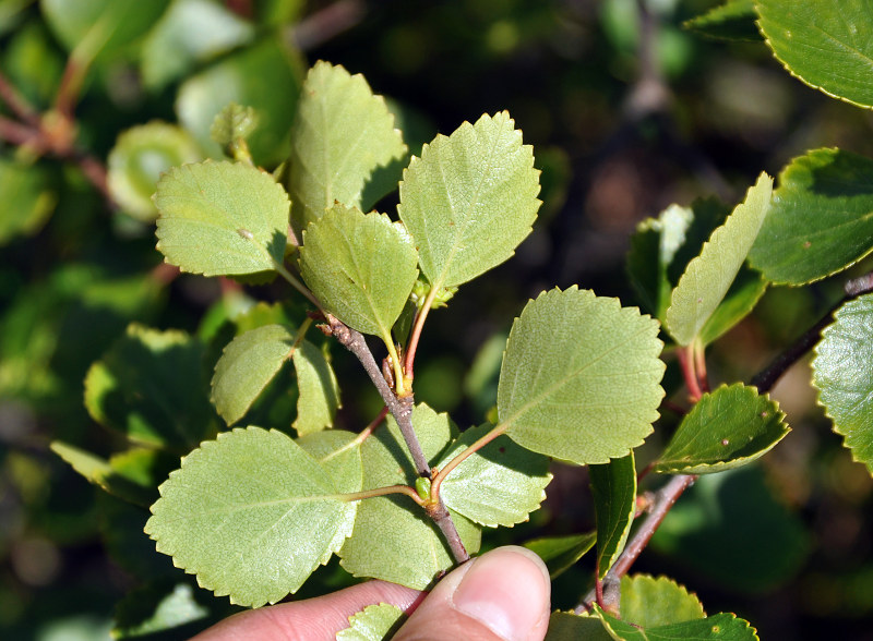 Изображение особи род Betula.