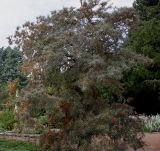 Hippophae rhamnoides. Плодоносящее растение. Германия, г. Крефельд, Ботанический сад. 06.09.2014.