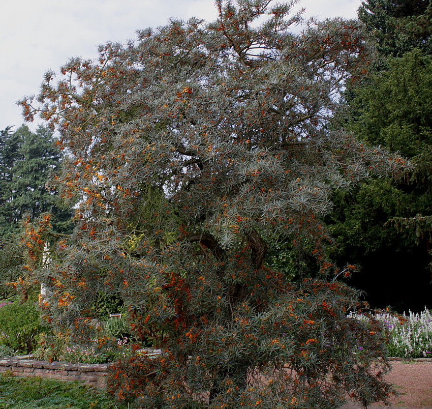 Image of Hippophae rhamnoides specimen.