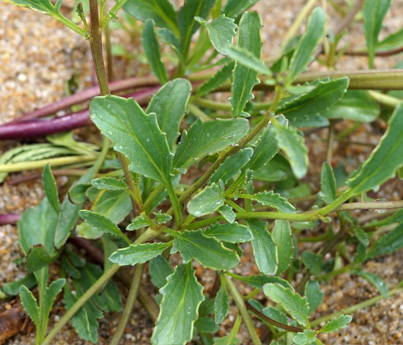 Изображение особи Scrophularia incisa.