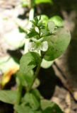 Veronica serpyllifolia