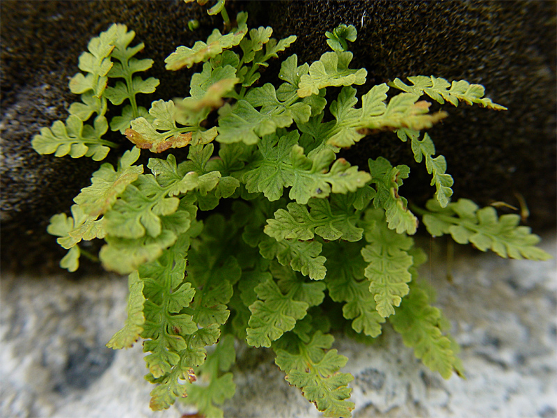 Image of Woodsia glabella specimen.