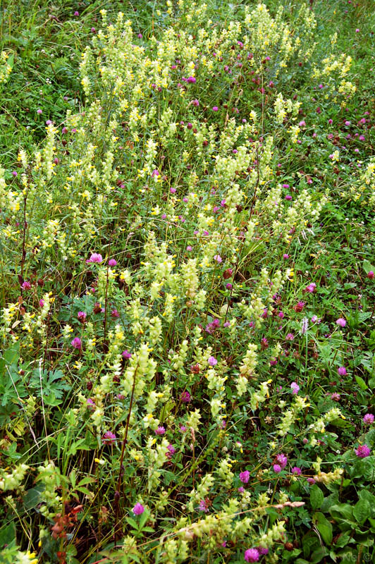 Изображение особи Rhinanthus serotinus.