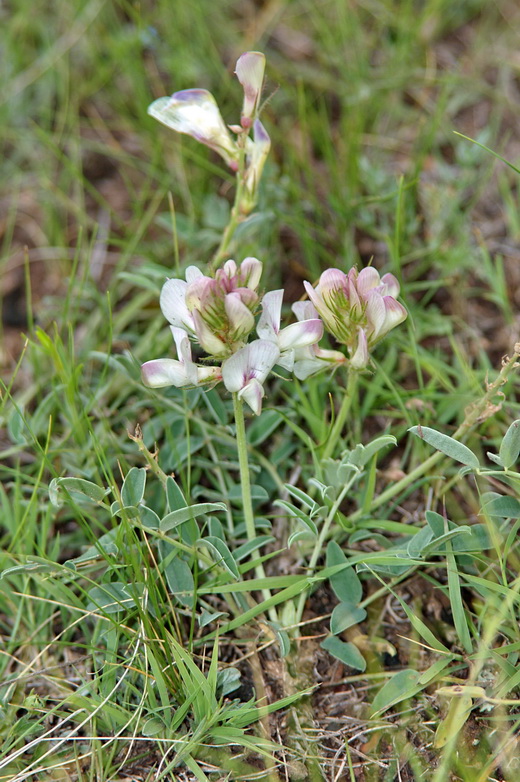 Image of Hedysarum turczaninovii specimen.