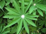 Lupinus &times; regalis