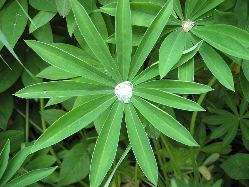 Image of Lupinus &times; regalis specimen.