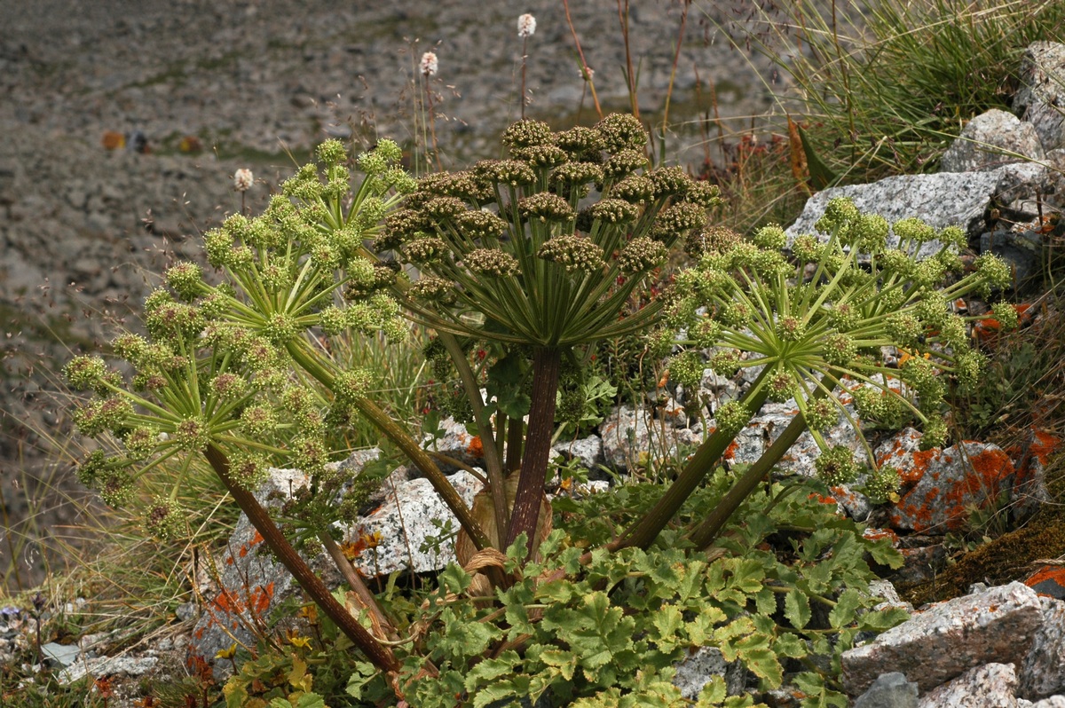 Изображение особи Archangelica brevicaulis.