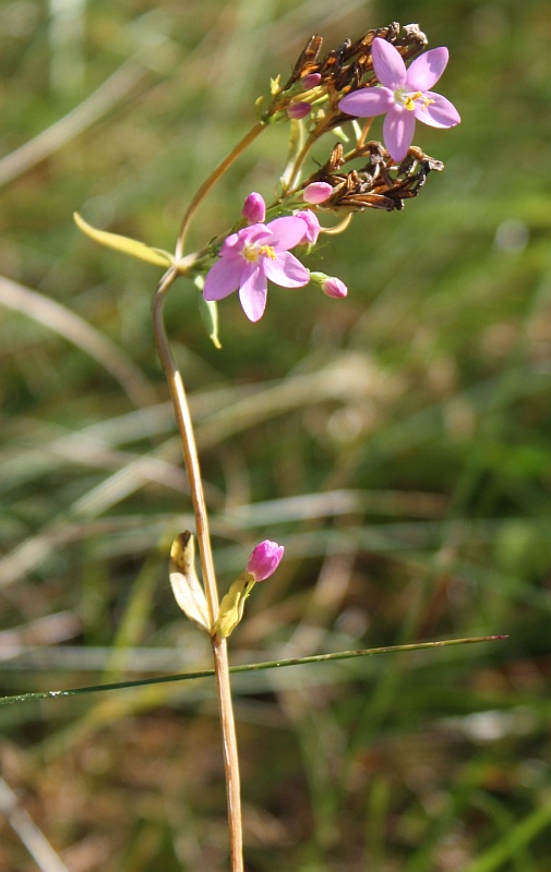 Image of Centaurium erythraea specimen.