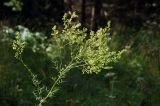 Thalictrum lucidum. Верхушка плодоносящего растения. Московская обл., Раменский р-н, окр. дер. Хрипань, просека под ЛЭП. 28.07.2009.