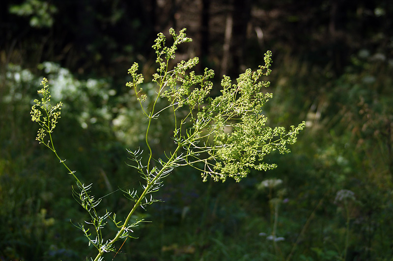 Image of Thalictrum lucidum specimen.