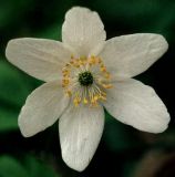 Anemone nemorosa. Цветок. Петергоф, парк \"Сергиевка\". Начало мая.