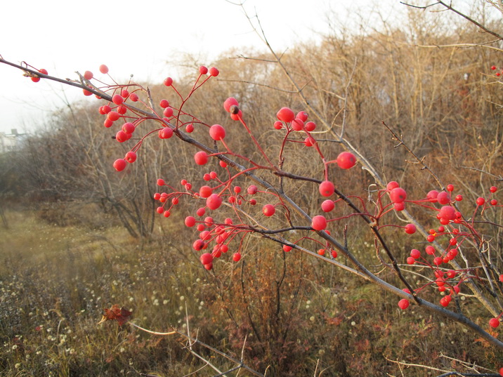 Изображение особи Sorbus alnifolia.