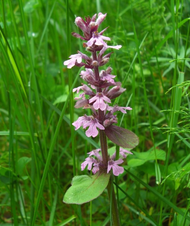 Image of Ajuga reptans specimen.
