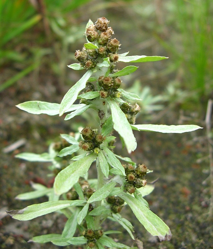 Image of Gnaphalium rossicum specimen.