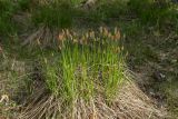 Carex cespitosa