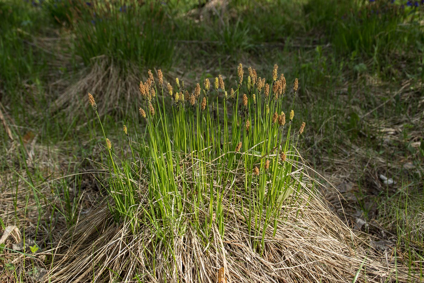 Изображение особи Carex cespitosa.