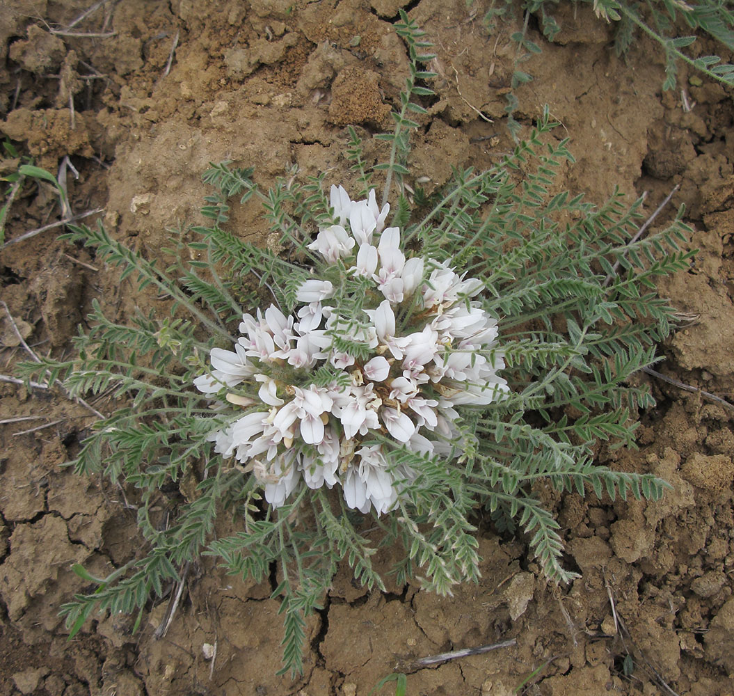 Image of Astragalus dolichophyllus specimen.