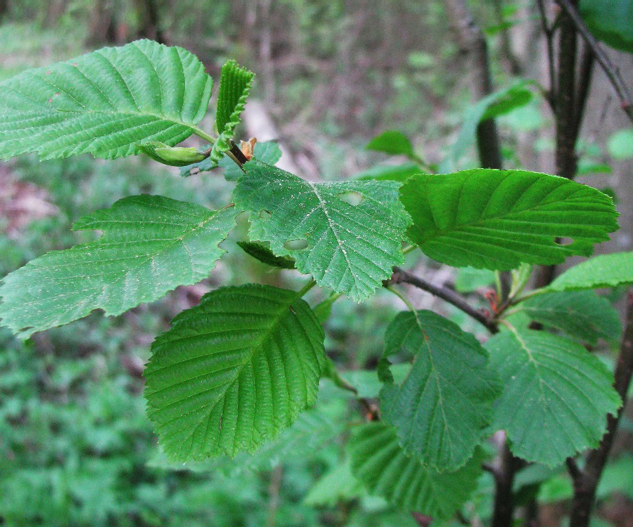 Image of Alnus incana specimen.