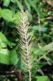 Setaria pumila