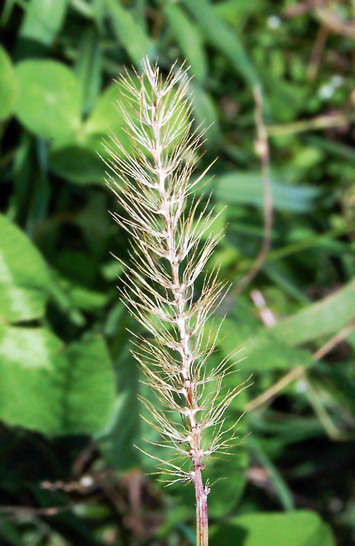 Image of Setaria pumila specimen.