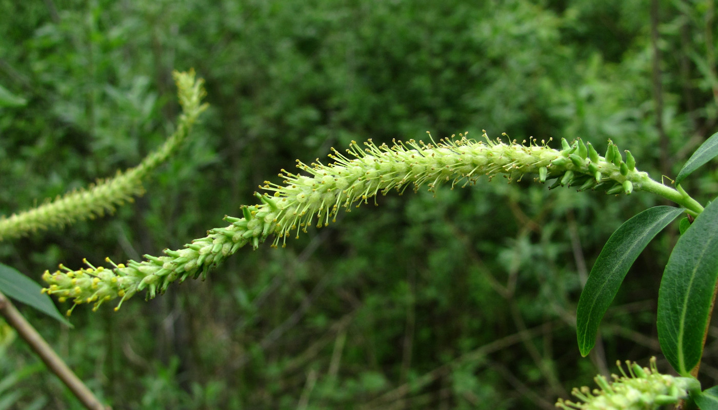 Image of Salix triandra specimen.