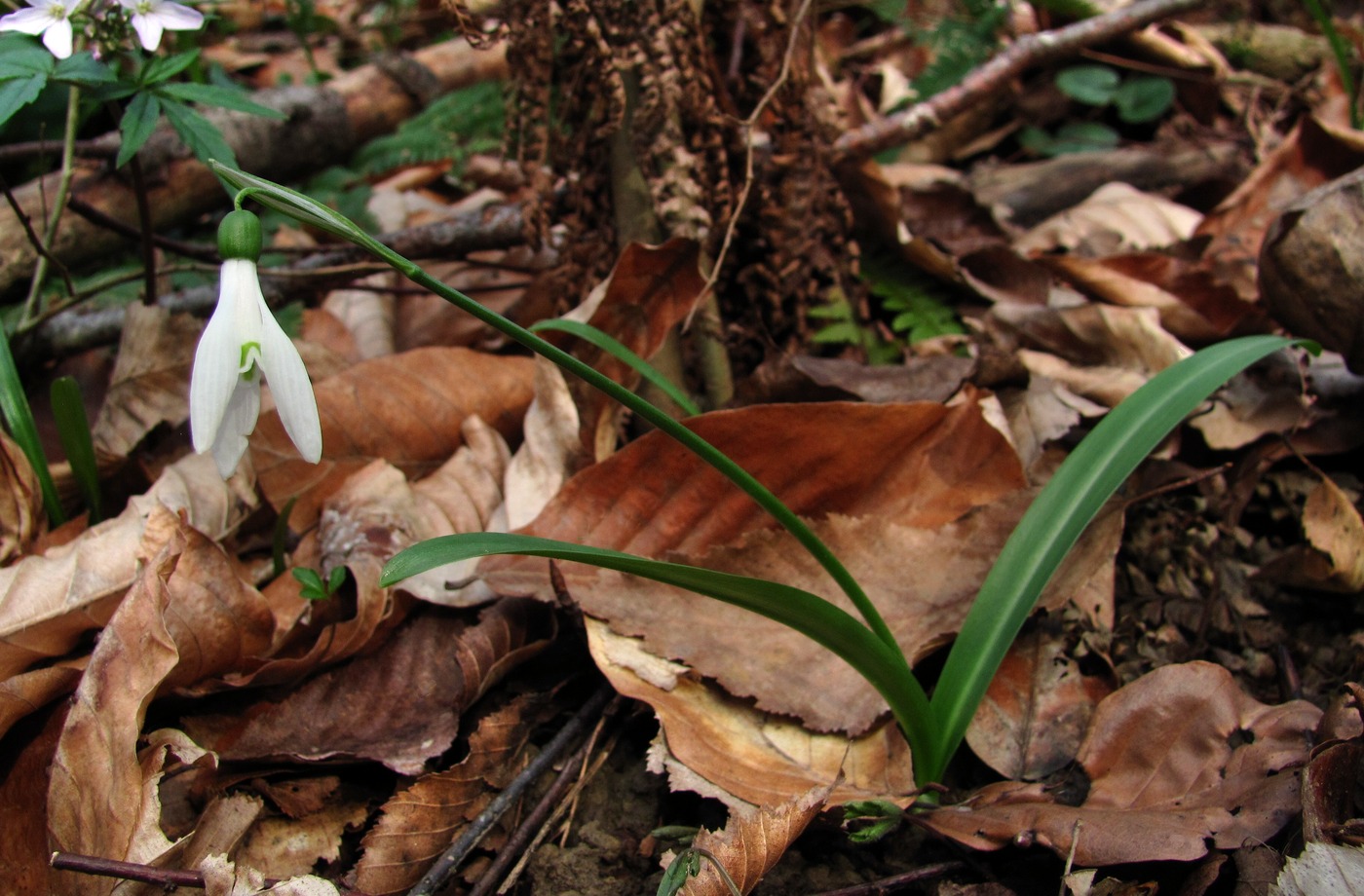 Изображение особи Galanthus rizehensis.