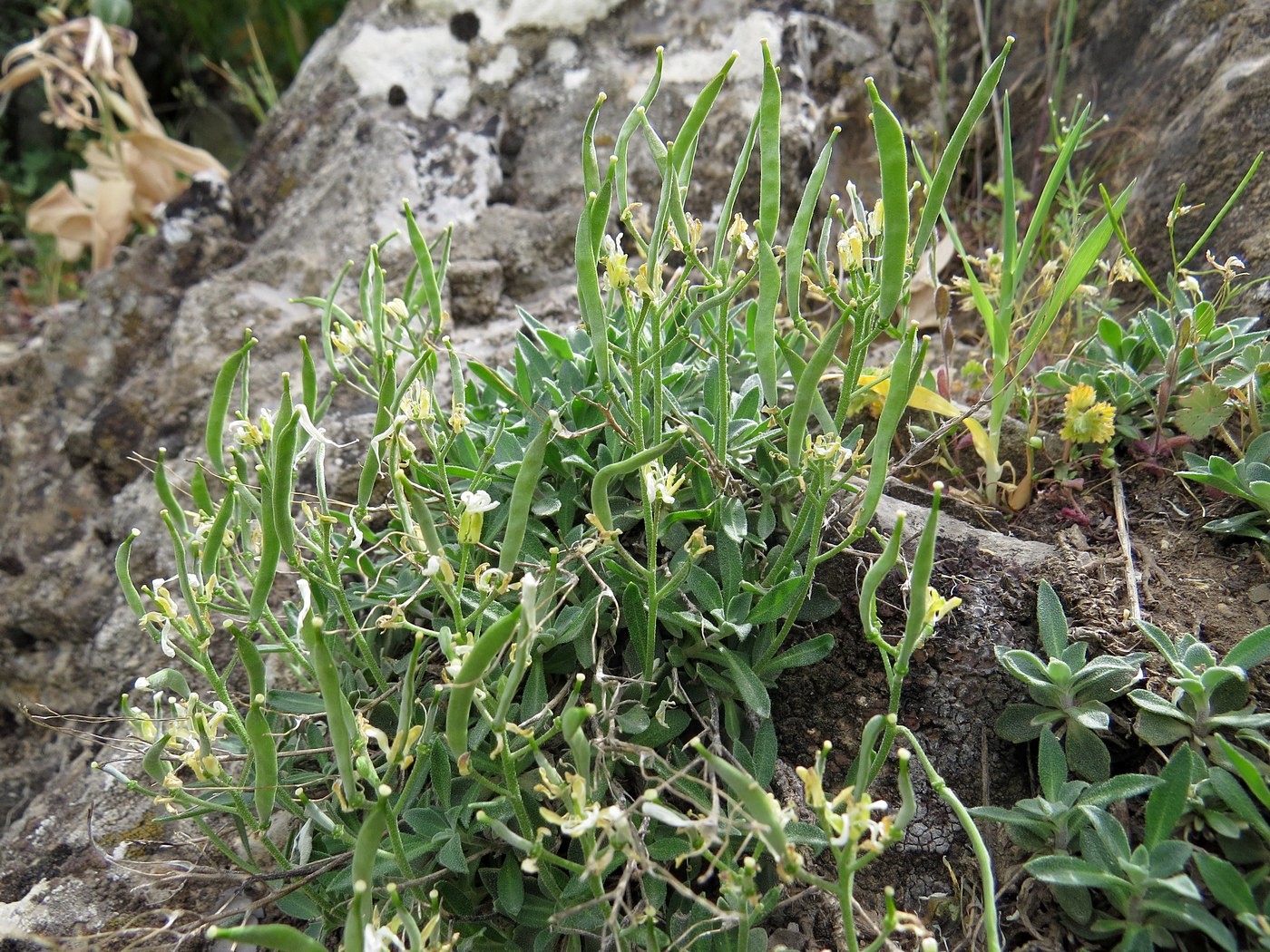Image of Botschantzevia karatavica specimen.