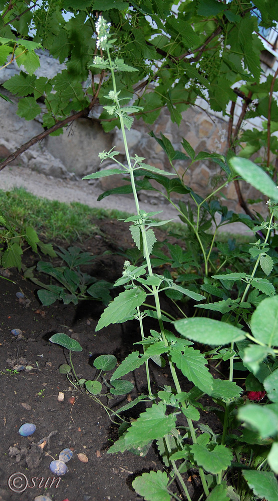 Image of Nepeta cataria specimen.