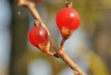 Lonicera maackii. Плоды. Приморский край, Уссурийский гор. округ, окр. с. Монакино, берег ручья. 16.10.2015.