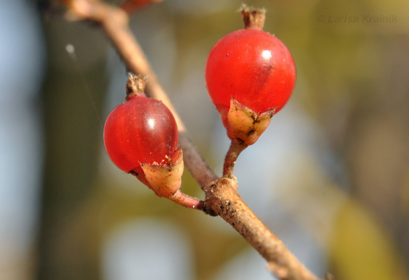 Изображение особи Lonicera maackii.