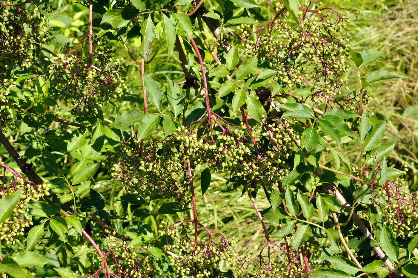 Image of Sambucus williamsii specimen.