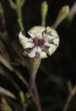 Silene bupleuroides. Цветок, поражённый головневым грибом. Крым, Тарханкутский п-ов, балка Большой Кастель, степной склон к морю. 22 июля 2015 г.