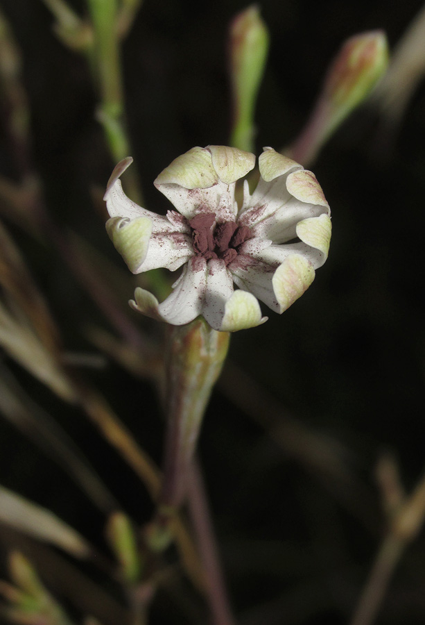 Image of Silene bupleuroides specimen.