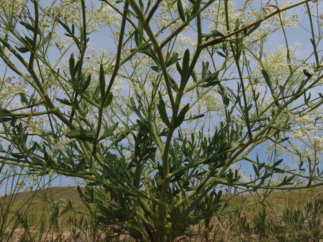 Image of Saposhnikovia divaricata specimen.