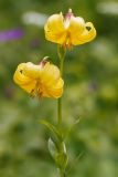 Lilium monadelphum. Верхушка цветущего растения. Адыгея, Майкопский р-н, плато Лаго-Наки, хр. Каменное море. 19.07.2015.