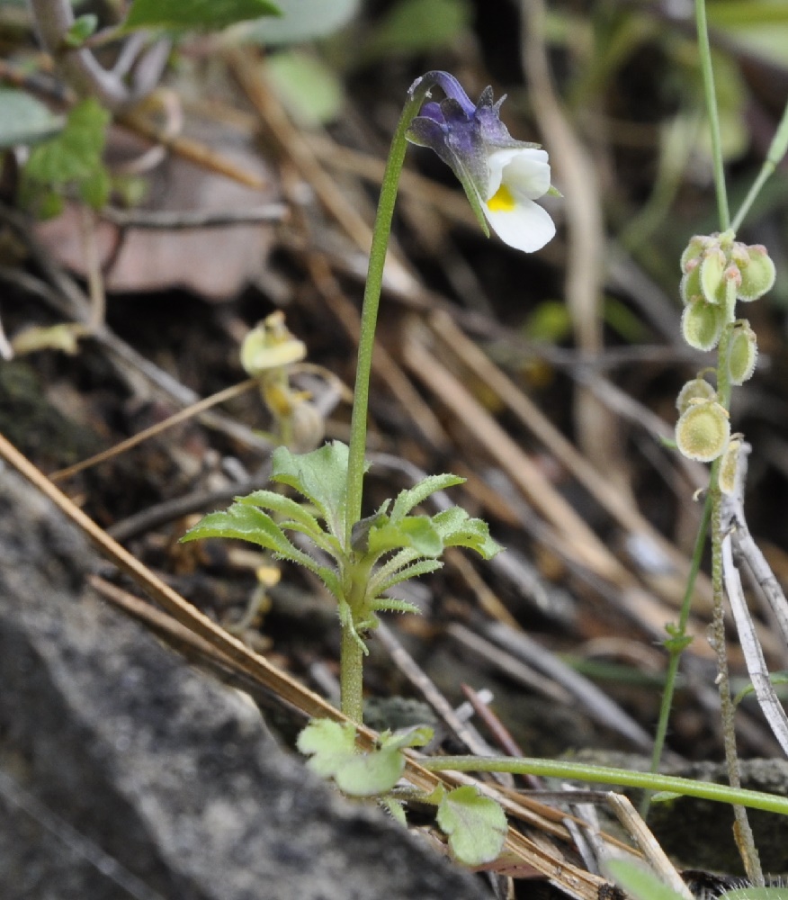 Image of Viola kitaibeliana specimen.