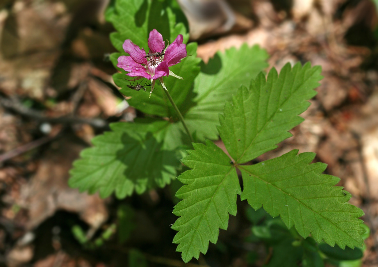 Image of Rubus arcticus specimen.