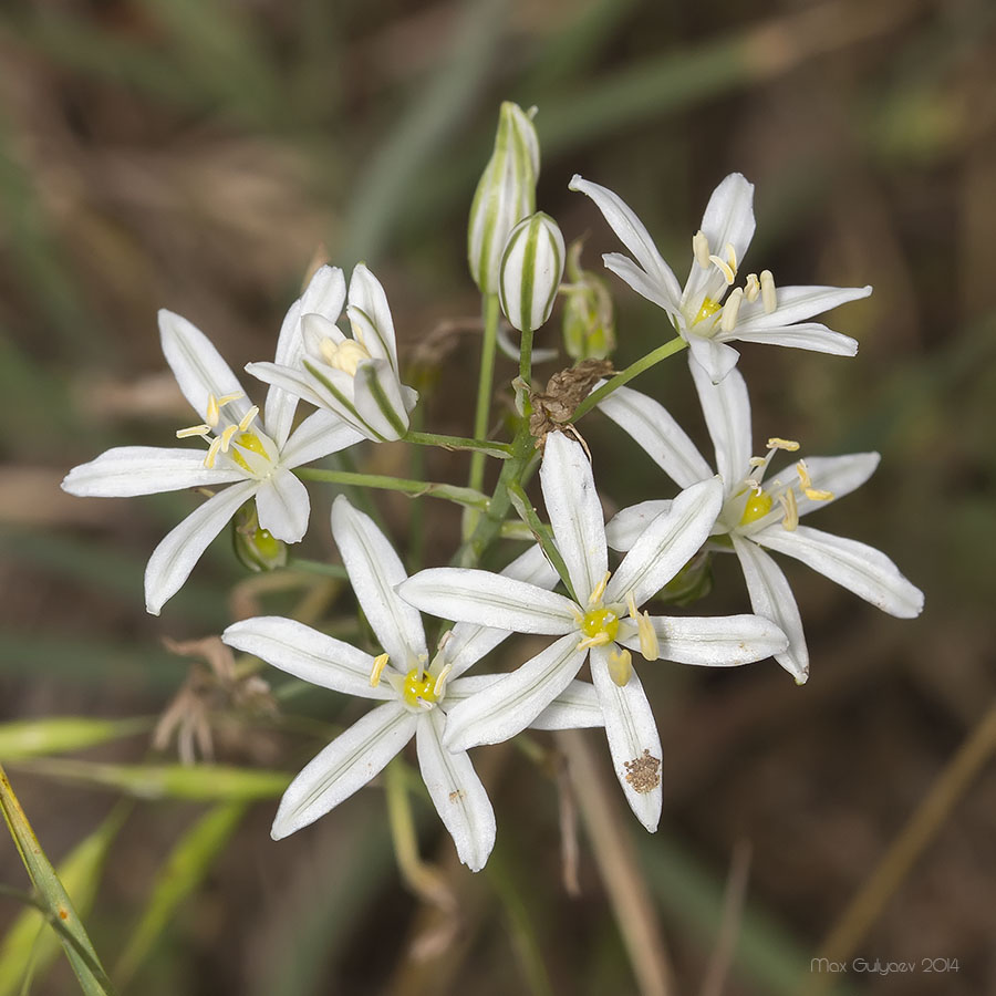 Image of Ornithogalum ponticum specimen.
