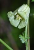 Clematis latisecta. Цветок. Приморский край, Шкотовский р-н, окр. с. Петровка, остепнённый склон, обращенный к долине р. Петровки. 15.08.2015.