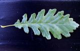 Quercus petraea. Лист (вид сверху). Украина, Ровенская обл., Заречнянский р-н, с. Млын, остров на реке Припять, дюна. 28 июля 2008 г.