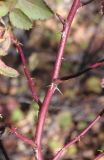 genus Rosa