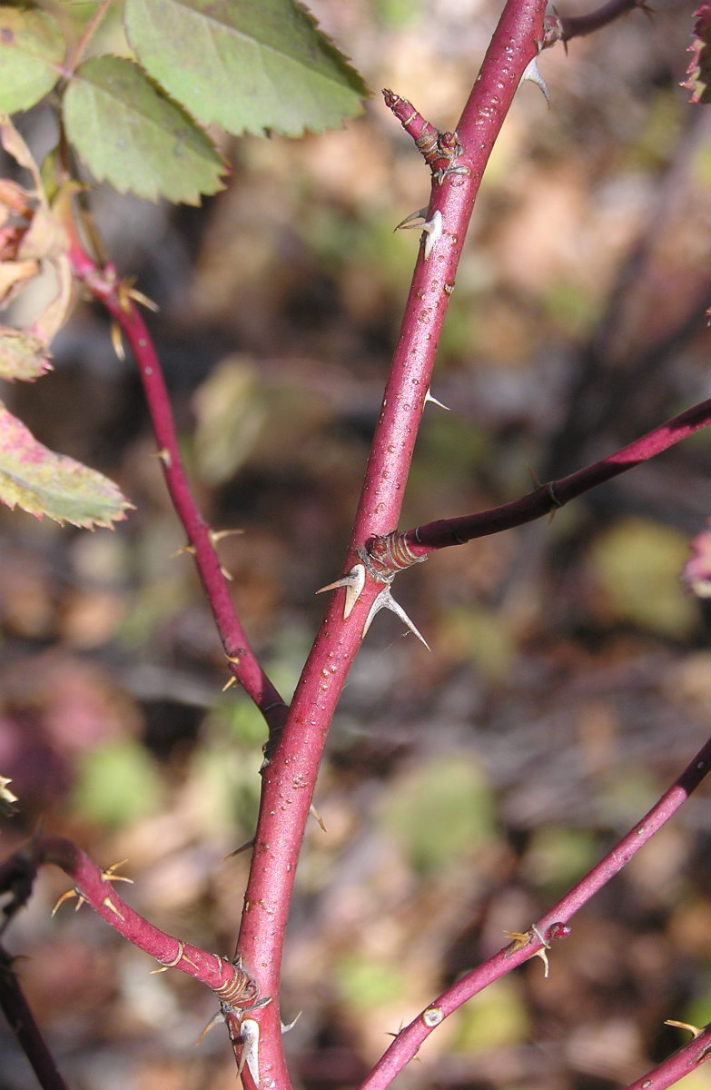 Image of genus Rosa specimen.