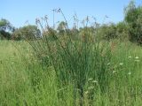 род Scirpus