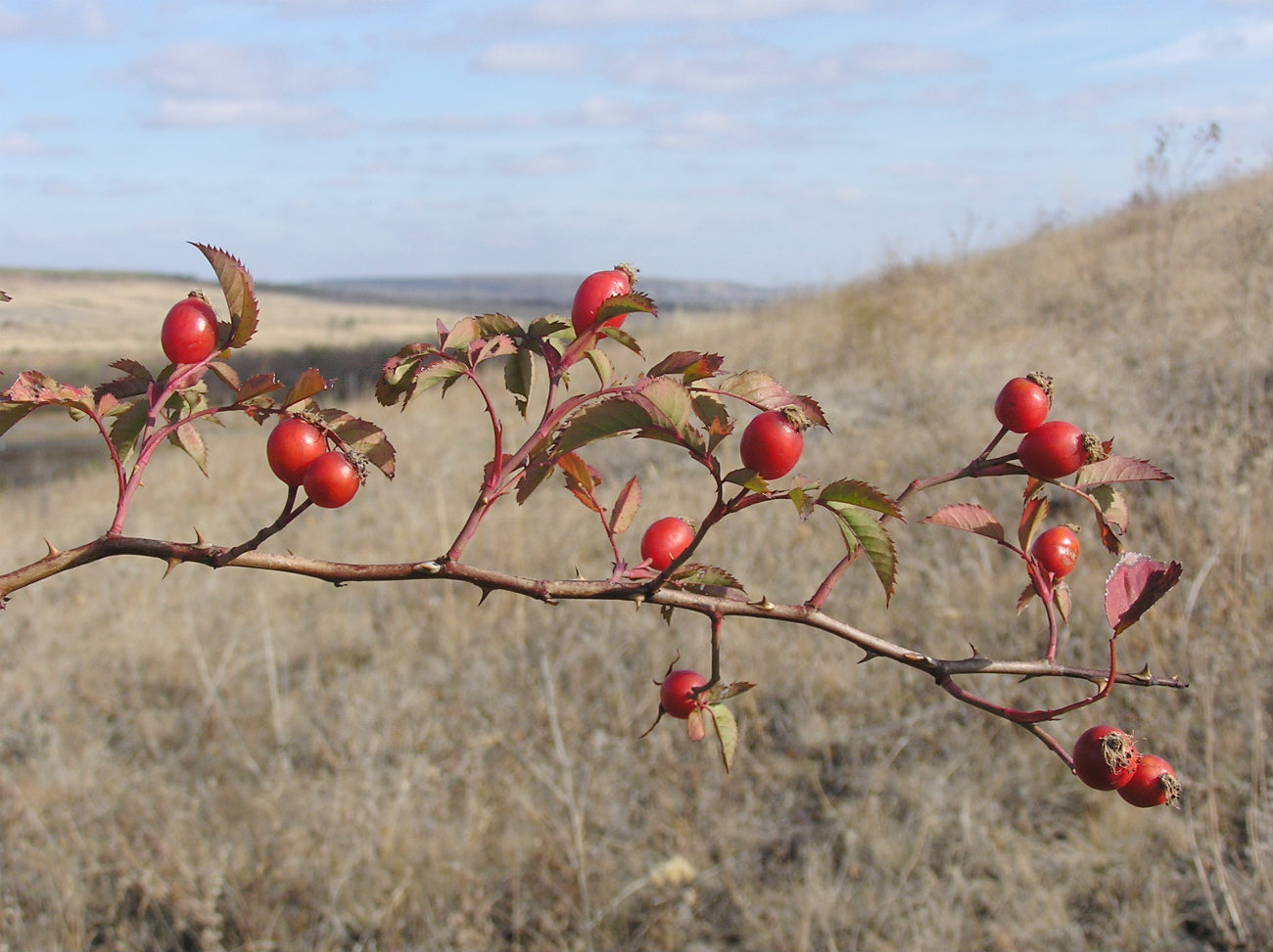 Image of Rosa canina specimen.