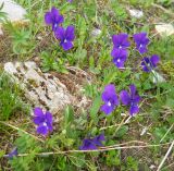 Viola altaica