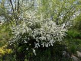 Spiraea &times; cinerea