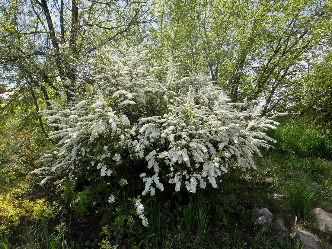 Изображение особи Spiraea &times; cinerea.