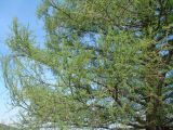 Larix sibirica. Часть кроны взрослого дерева. Иркутская обл., Иркутский р-н, окр. дер. Поливаниха. 22.05.2015.