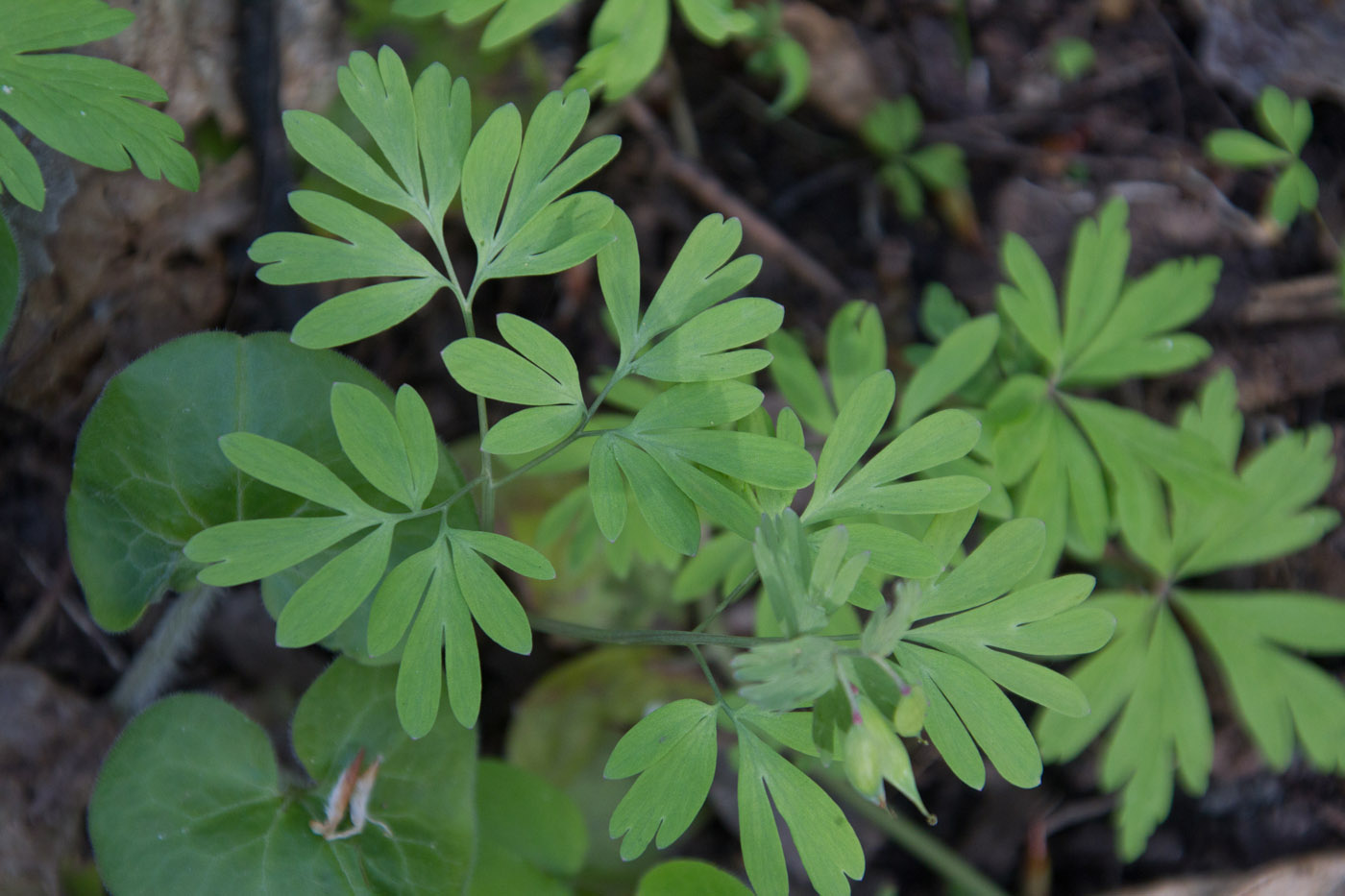 Image of Corydalis solida specimen.